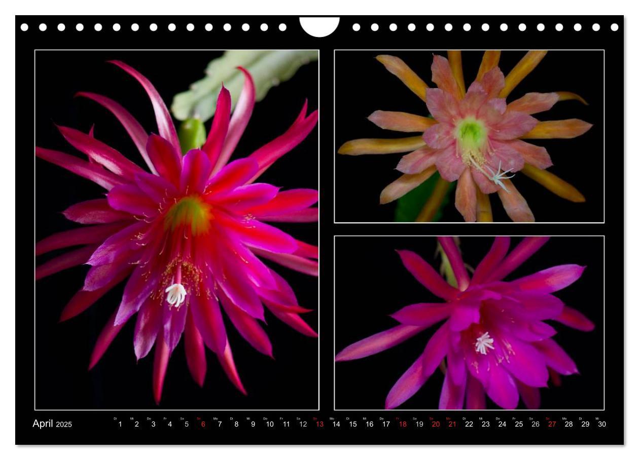 Bild: 9783435637171 | Epiphyllum-Hybriden (Wandkalender 2025 DIN A4 quer), CALVENDO...