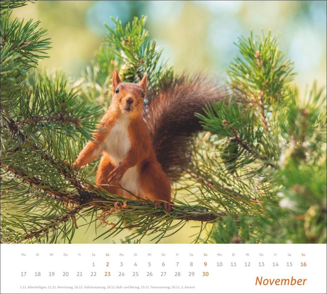 Bild: 9783756406869 | Eichhörnchen Bildkalender 2025 | Kalender | times&amp;more Kalender Heye