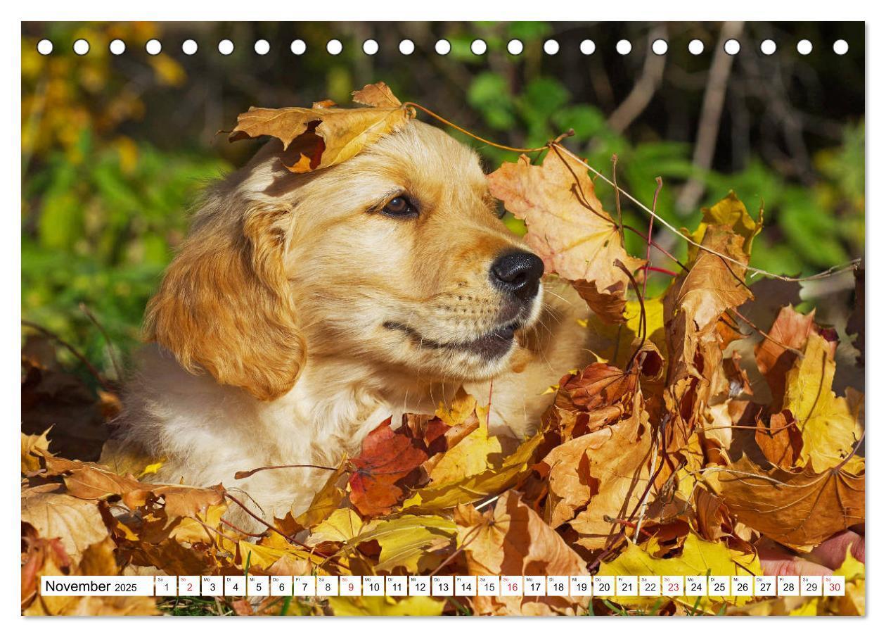 Bild: 9783435212903 | Goldige Herzensbrecher - Golden Retriever Welpen (Tischkalender...