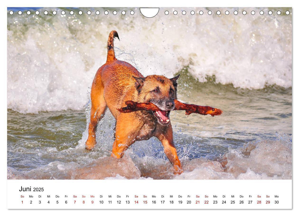 Bild: 9783435340415 | Malinois - Wahnsinn auf vier Pfoten (Wandkalender 2025 DIN A4...