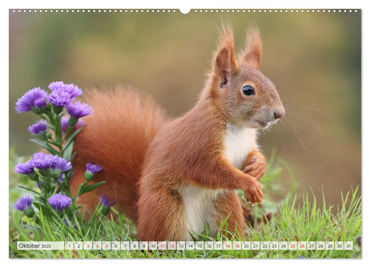 Bild: 9783435566006 | Besondere Augenblicke mit Eichhörnchen (Wandkalender 2025 DIN A2...