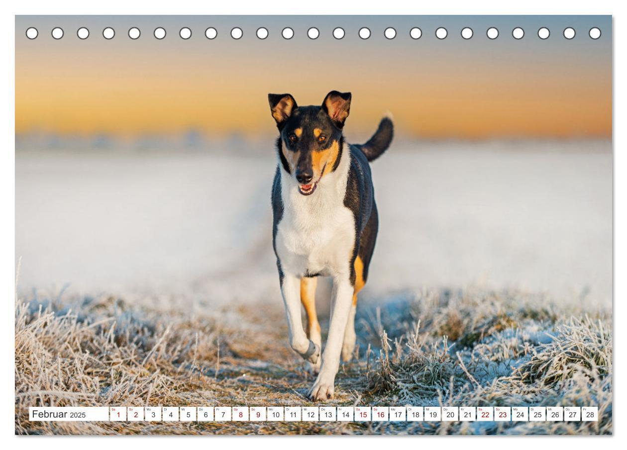 Bild: 9783457153239 | Ein Freund fürs Leben - Smooth Collie (Tischkalender 2025 DIN A5...