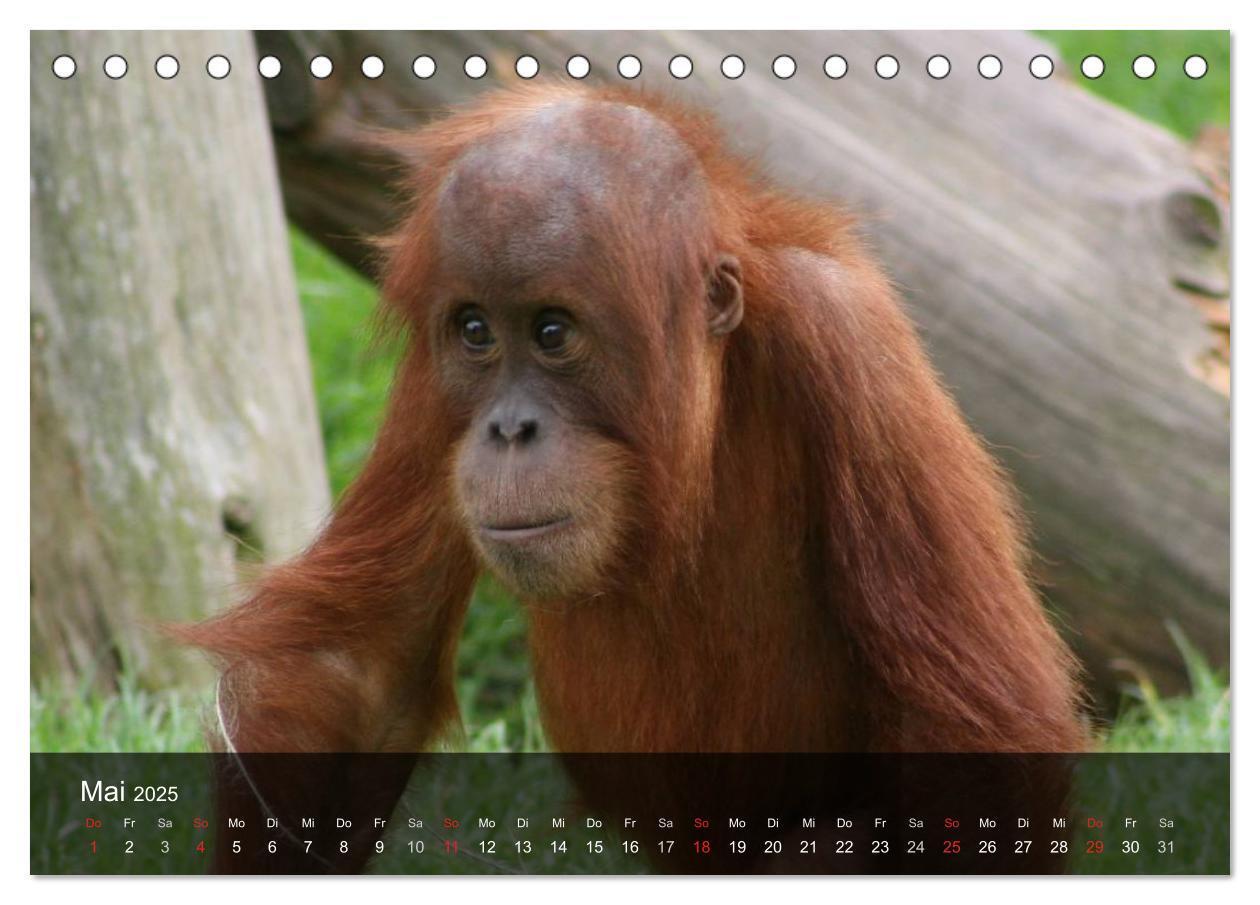 Bild: 9783435623068 | Menschenaffen. Gorillas, Schimpansen, Orang-Utans (Tischkalender...