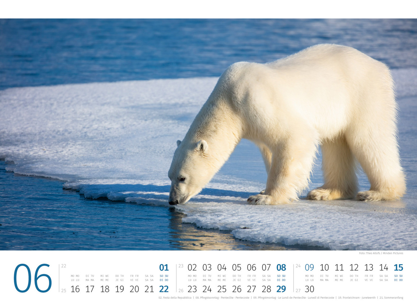 Bild: 9783838425986 | Eisbären Kalender 2025 | Ackermann Kunstverlag | Kalender | 14 S.