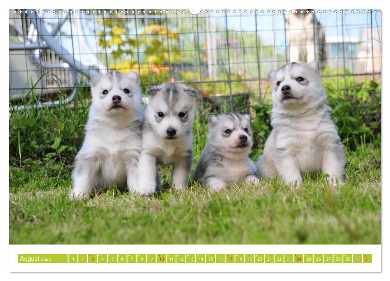 Bild: 9783435746705 | Siberian Husky - der Urtyp (hochwertiger Premium Wandkalender 2025...