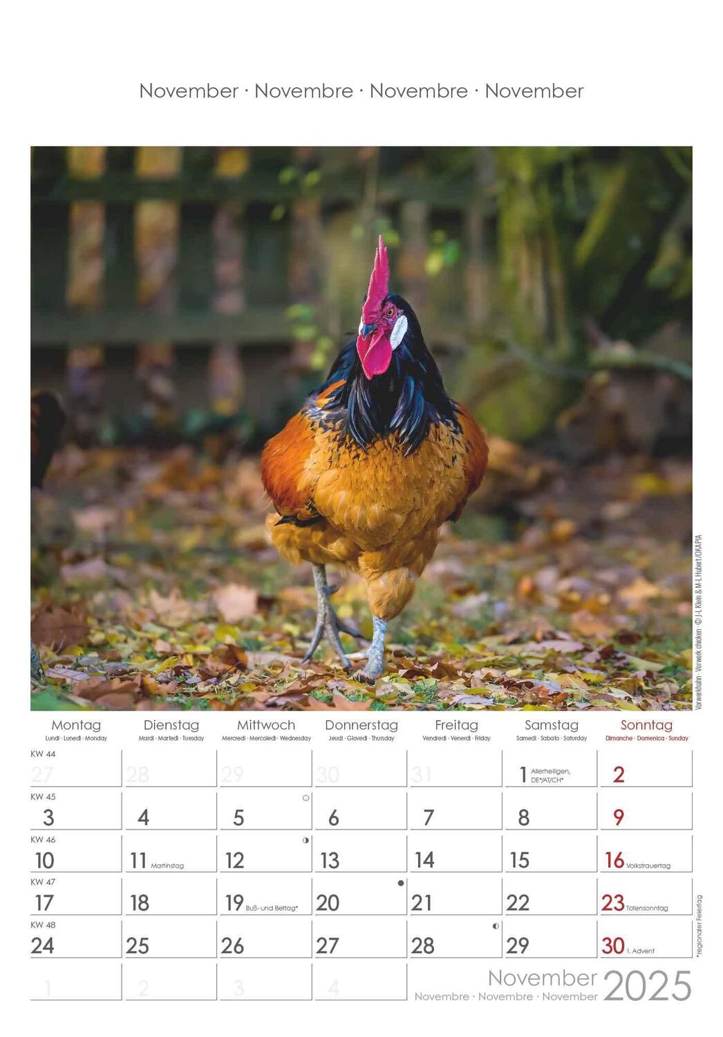 Bild: 4251732344351 | Hühner 2025 - Bildkalender 23,7x34 cm - Kalender mit Platz für...