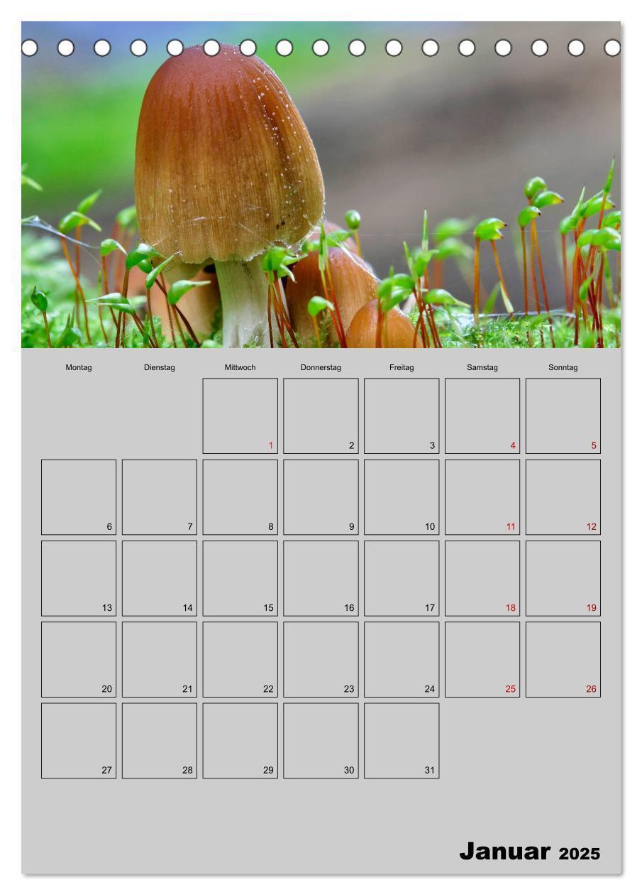 Bild: 9783435942367 | Quer durch die Pilze (Tischkalender 2025 DIN A5 hoch), CALVENDO...