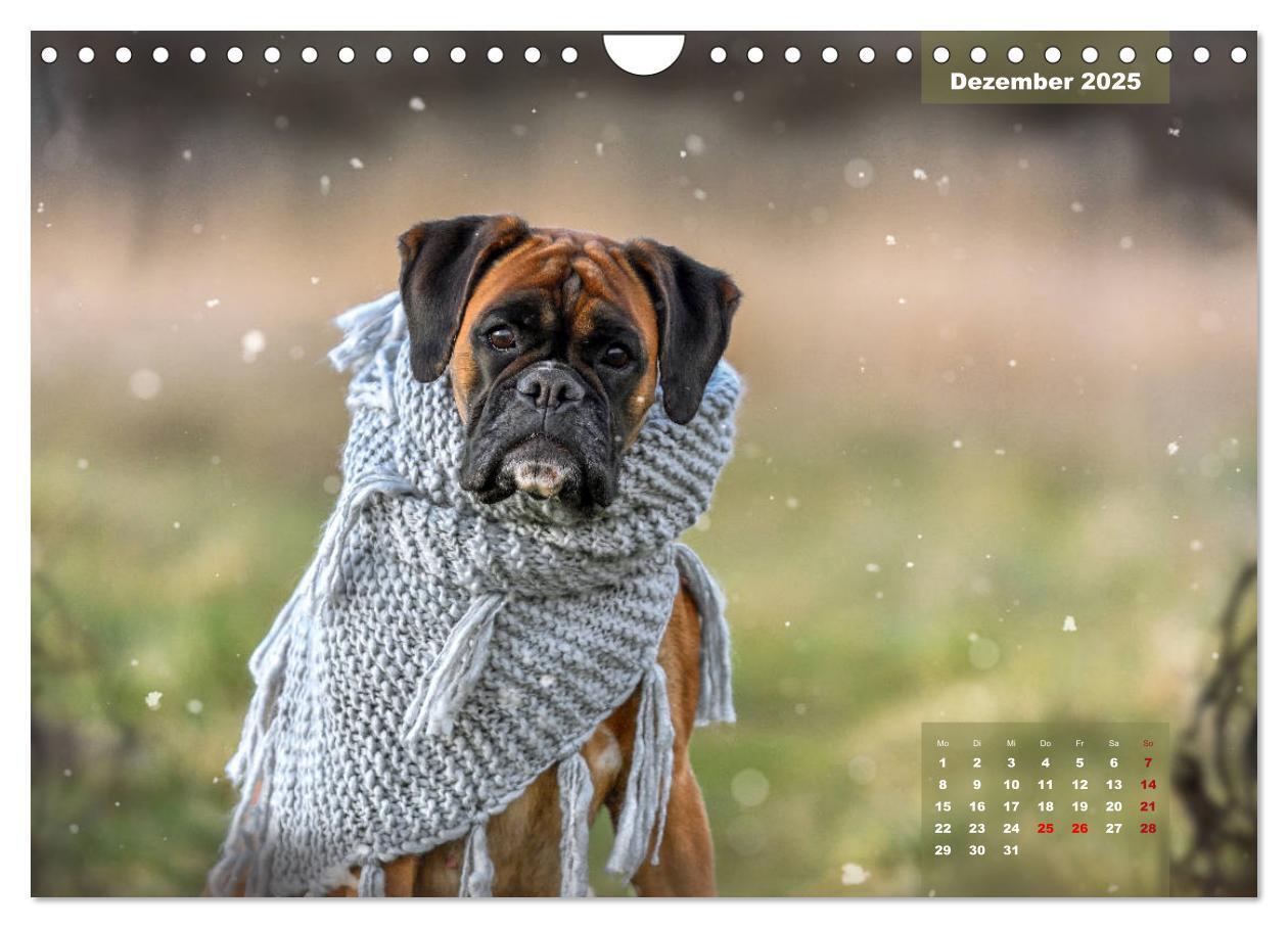 Bild: 9783435179947 | Einmal Boxer - immer Boxer (Wandkalender 2025 DIN A4 quer),...