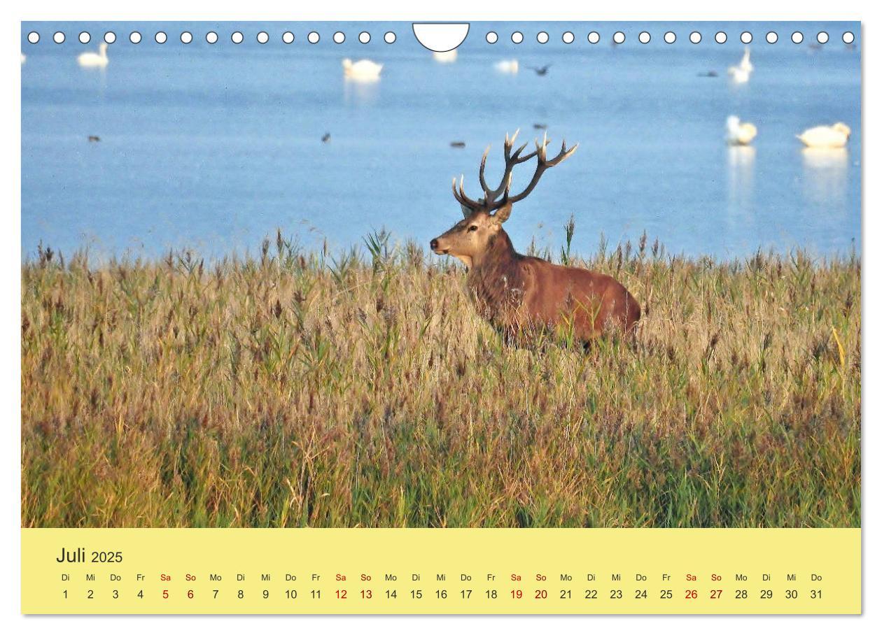 Bild: 9783435392131 | Küsten Hirsche - Rotwild auf dem Darß (Wandkalender 2025 DIN A4...