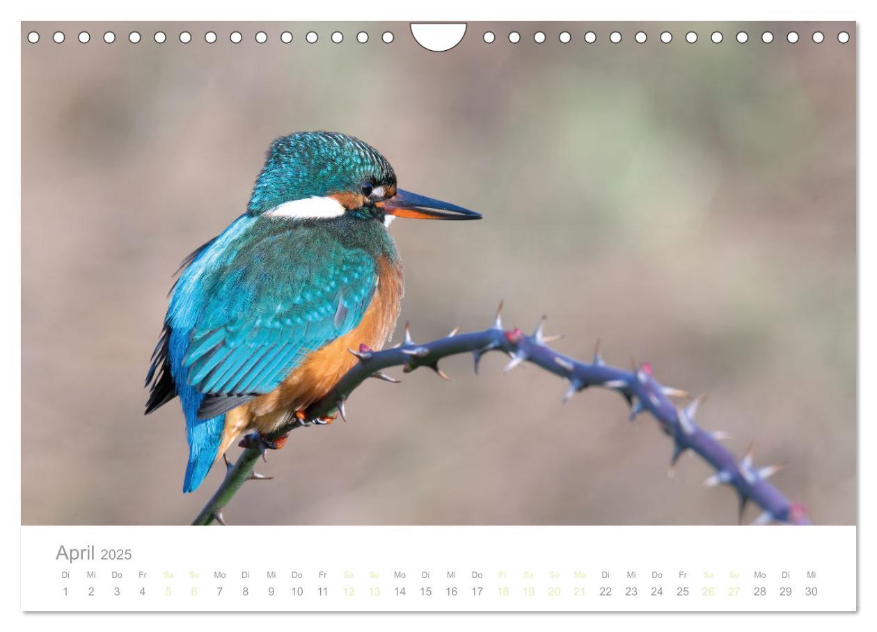 Bild: 9783435010301 | Eisvogel im Porträt (Wandkalender 2025 DIN A4 quer), CALVENDO...