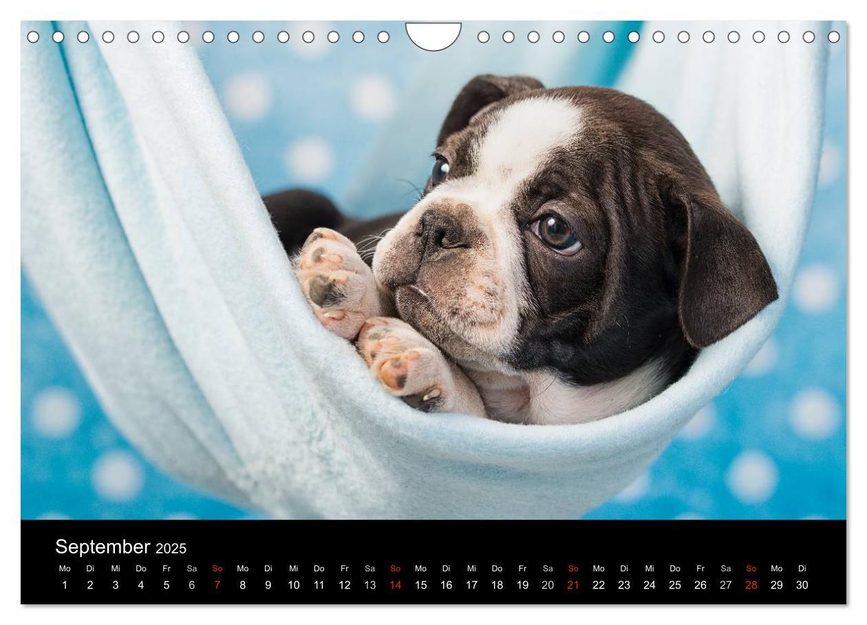 Bild: 9783435614318 | Colored Boston Terrier 2025 (Wandkalender 2025 DIN A4 quer),...