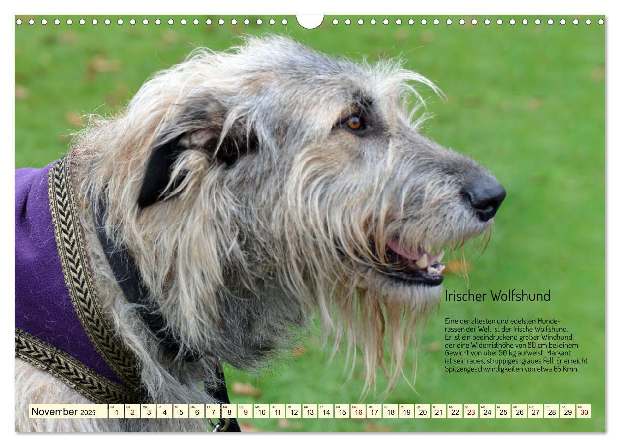 Bild: 9783457162095 | Windhunde im Portrait (Wandkalender 2025 DIN A3 quer), CALVENDO...