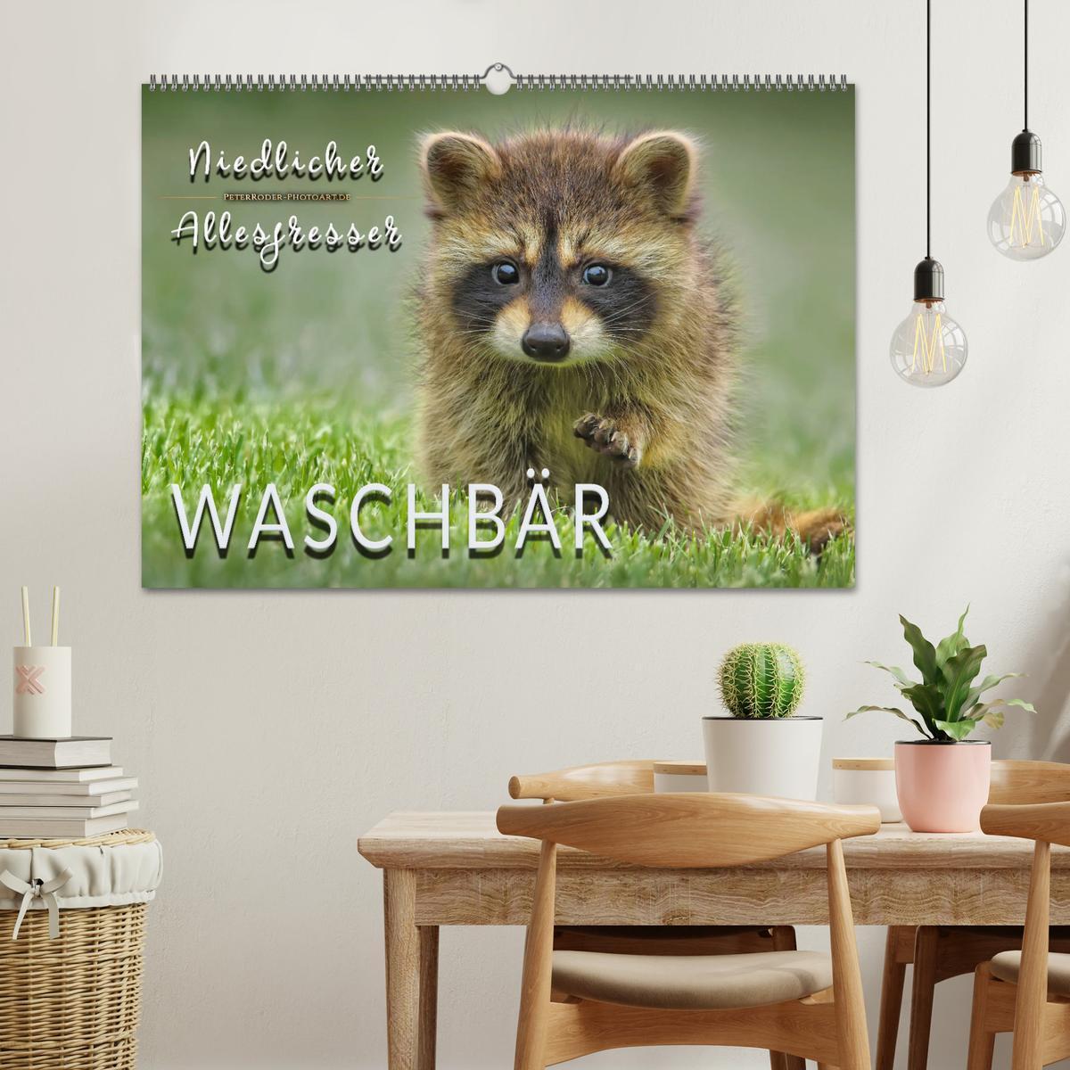 Bild: 9783435334346 | Waschbär - Niedlicher Allesfresser (Wandkalender 2025 DIN A2 quer),...