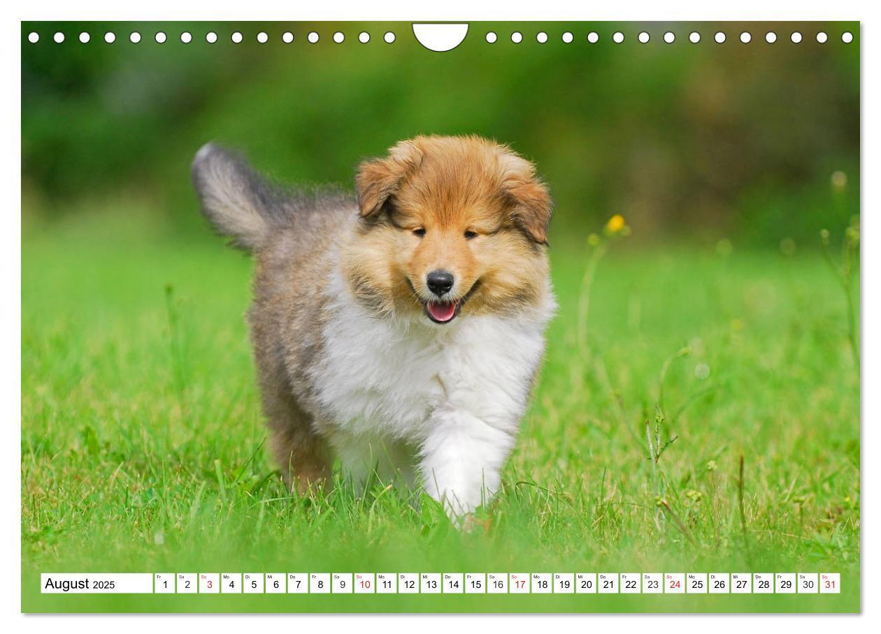 Bild: 9783435251452 | Colliewelpen - kleine Collies erobern die Welt (Wandkalender 2025...