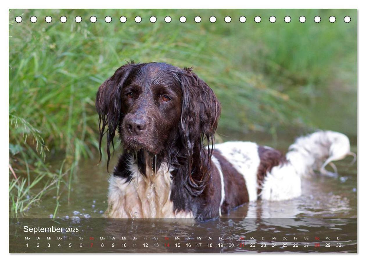 Bild: 9783435628728 | Kleiner Münsterländer Vorstehhund (Tischkalender 2025 DIN A5 quer),...