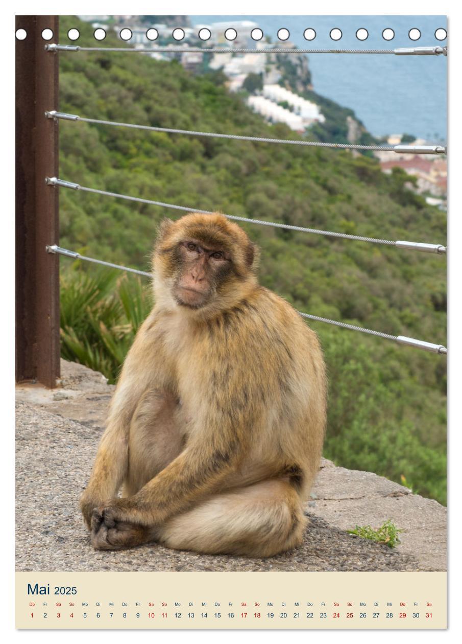 Bild: 9783383781292 | Gibraltar - Die Heimat der Berberaffen auf dem Rock (Tischkalender...