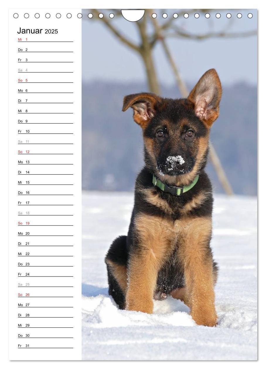 Bild: 9783457008874 | Deutscher Schäferhund - unser bester Freund (Wandkalender 2025 DIN...