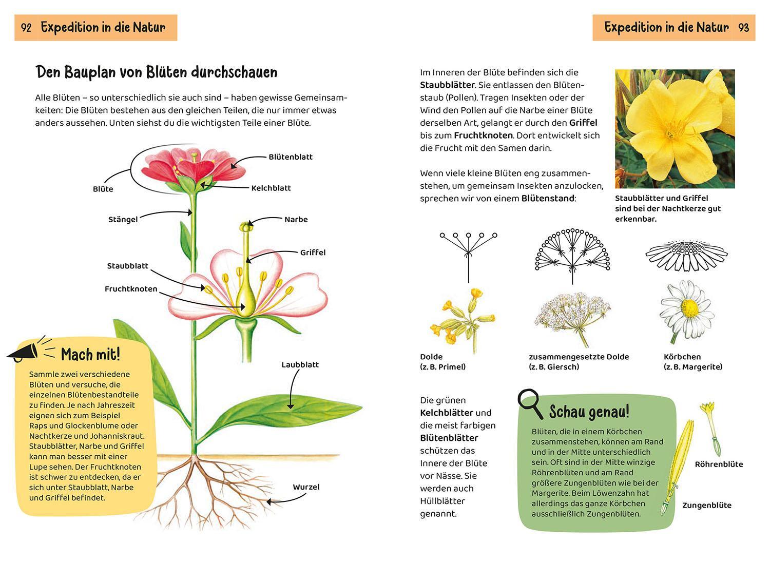 Bild: 9783440172469 | Was blüht denn da? Kindernaturführer | 85 heimische Blumen | Buch