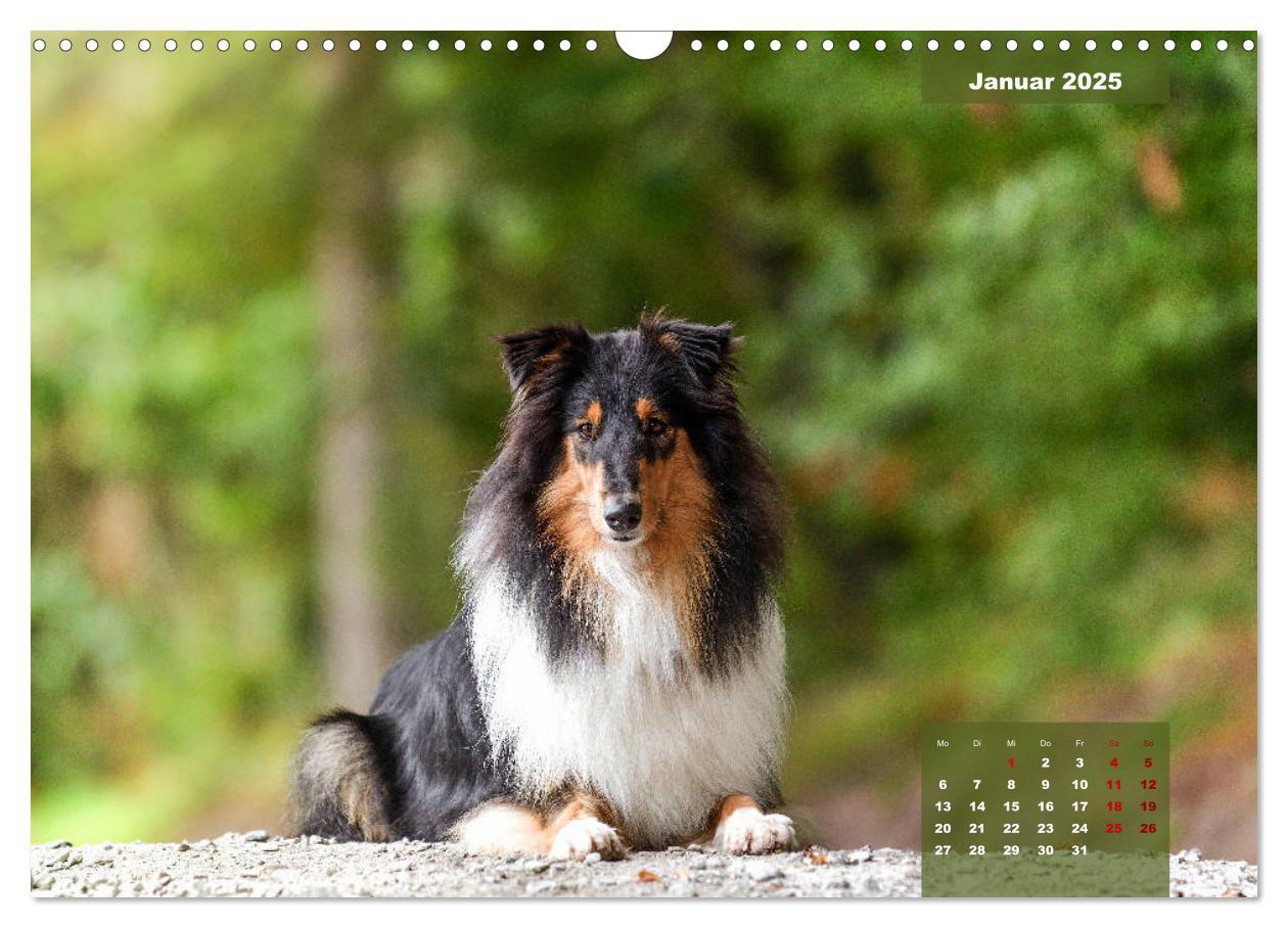 Bild: 9783435110629 | Typisch Collie (Wandkalender 2025 DIN A3 quer), CALVENDO...