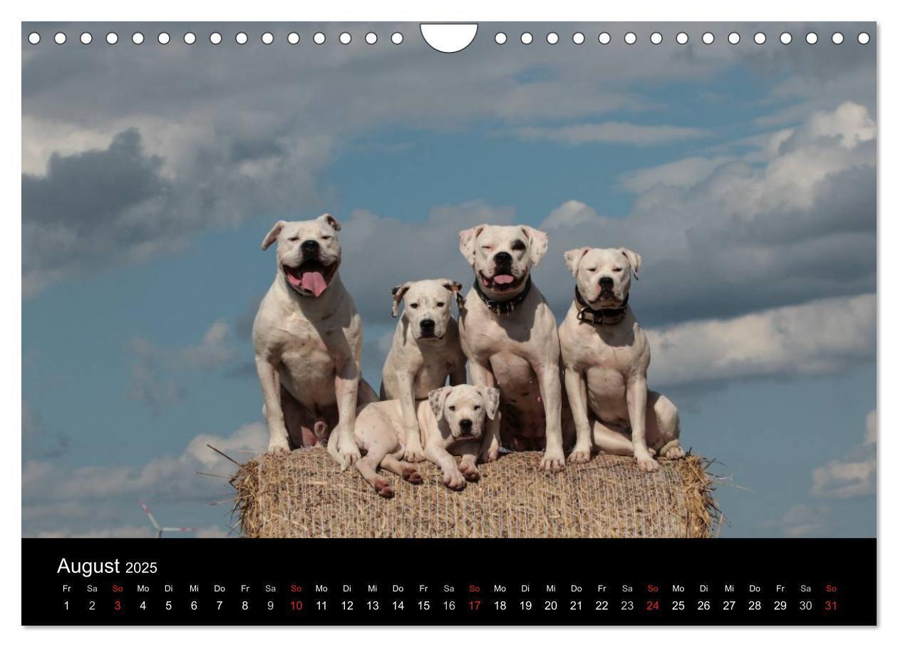 Bild: 9783435656707 | American Bulldog - stolz, loyal, einzigartig (Wandkalender 2025 DIN...