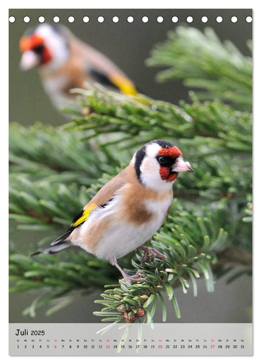 Bild: 9783457042922 | Vögel im heimischen Garten (Tischkalender 2025 DIN A5 hoch),...