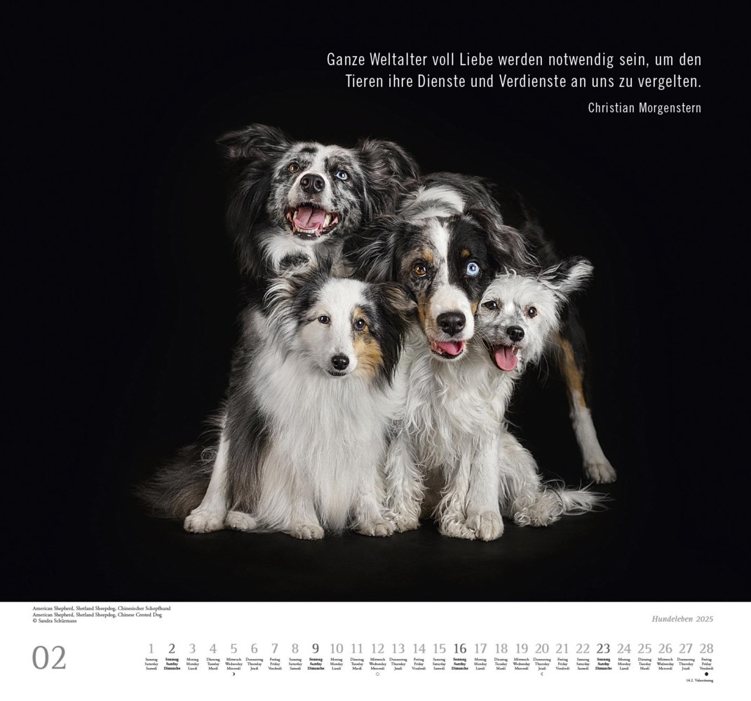 Bild: 4250809653365 | DUMONT - Hundeleben 2025 Wandkalender, 38x35,5cm,...