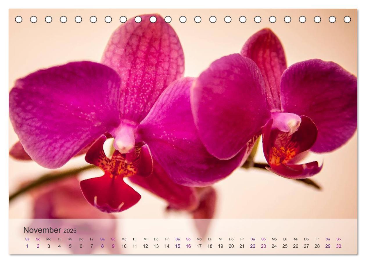 Bild: 9783435688425 | Phalaenopsis - die zauberhafte Welt der Orchideen (Tischkalender...