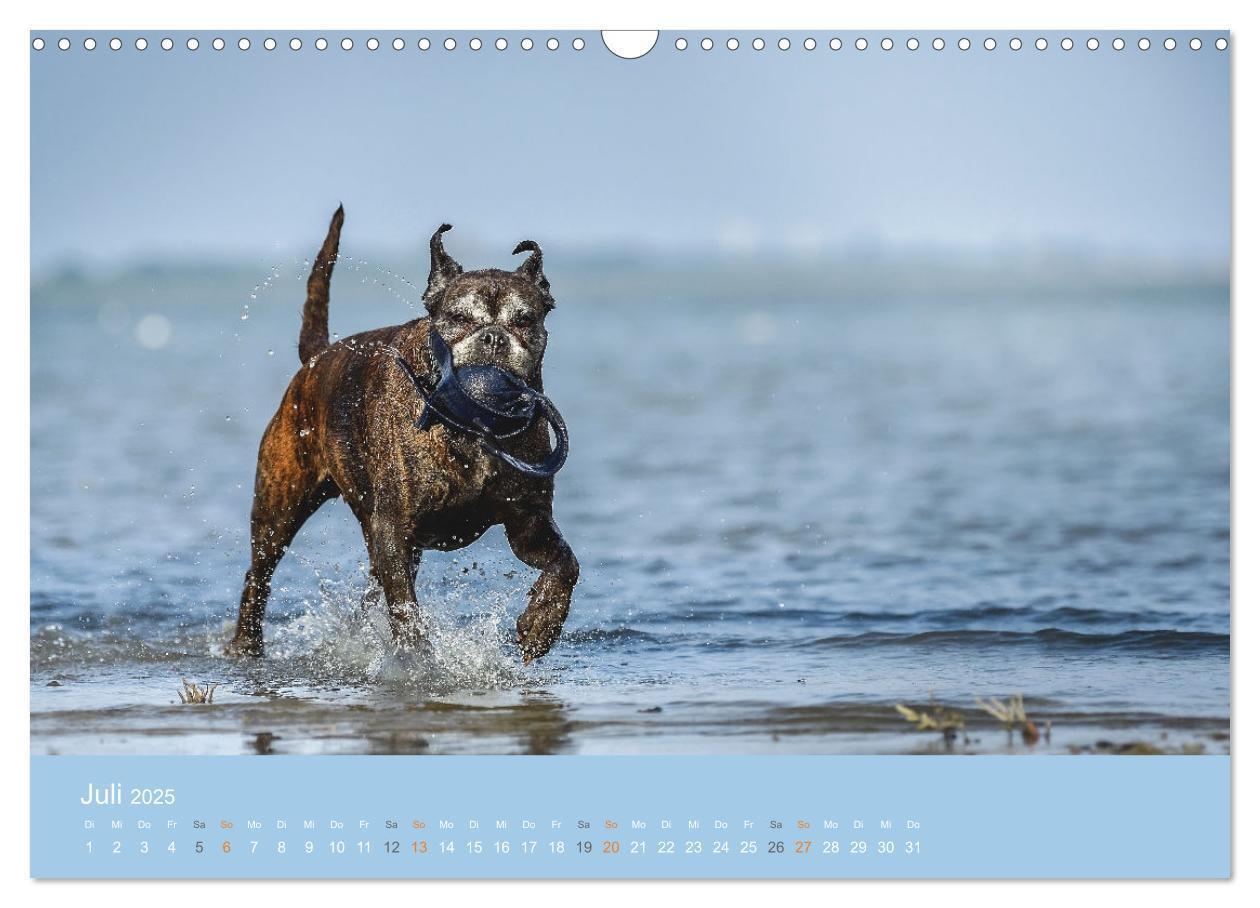 Bild: 9783383926396 | Der Boxer, der beste Hund der Welt (Wandkalender 2025 DIN A3 quer),...