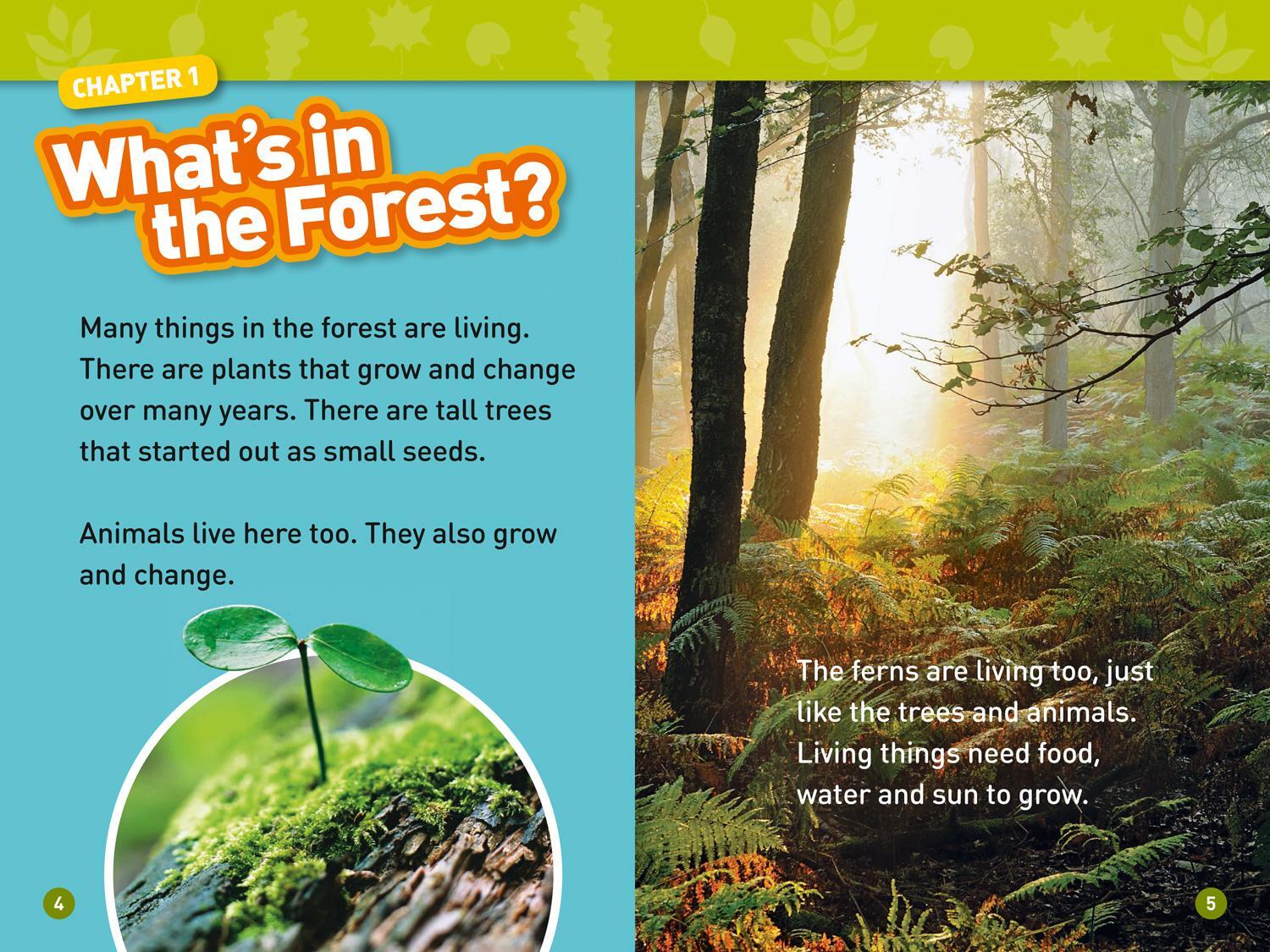 Bild: 9780008317201 | In the Forest | Level 2 | Shira Evans (u. a.) | Taschenbuch | Englisch