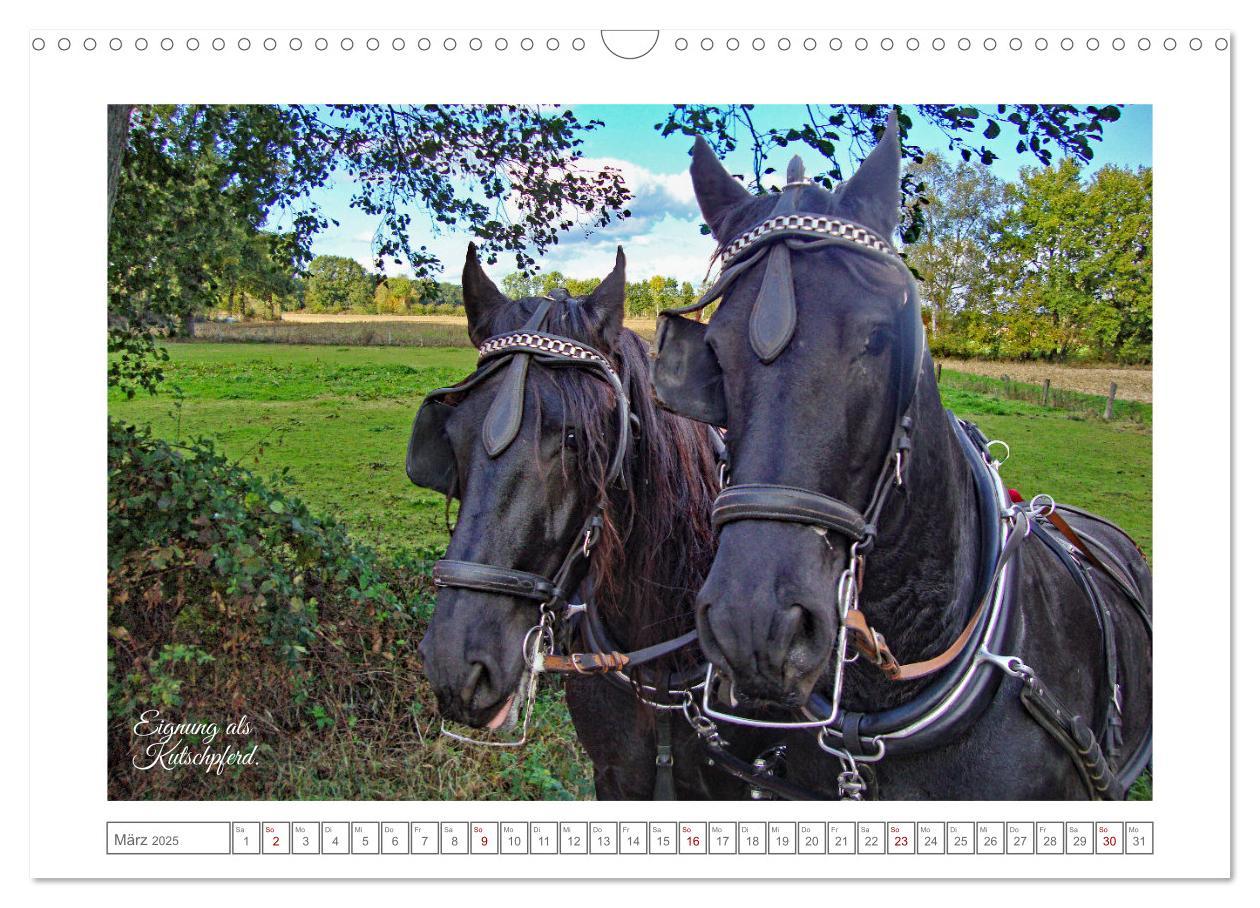 Bild: 9783383909085 | Friesen - elegant und kraftvoll (Wandkalender 2025 DIN A3 quer),...