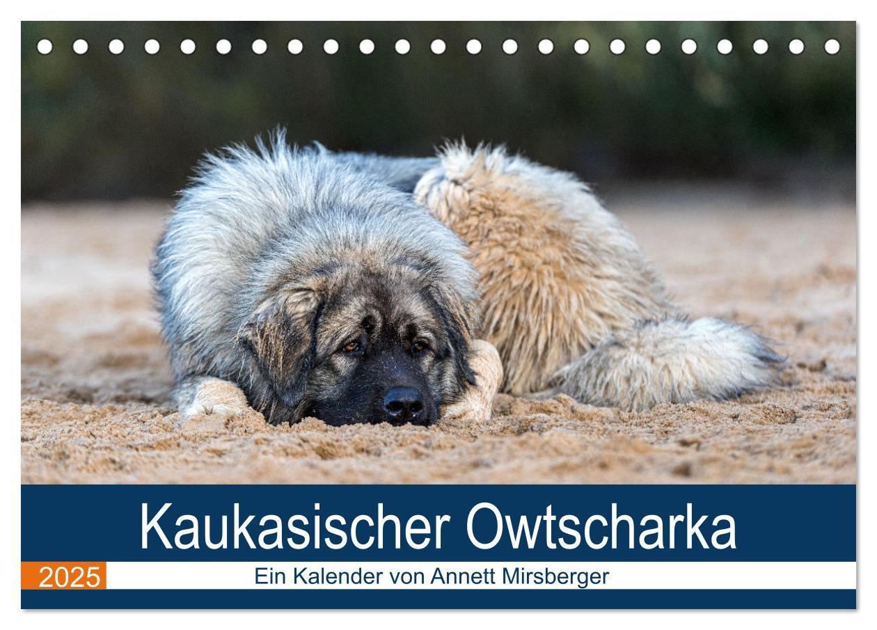 Cover: 9783435045419 | Kaukasischer Owtscharka (Tischkalender 2025 DIN A5 quer), CALVENDO...