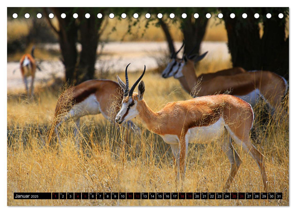 Bild: 9783383920851 | Auf Pirschfahrt im Kgalagadi Transfrontier Park (Tischkalender 2025...