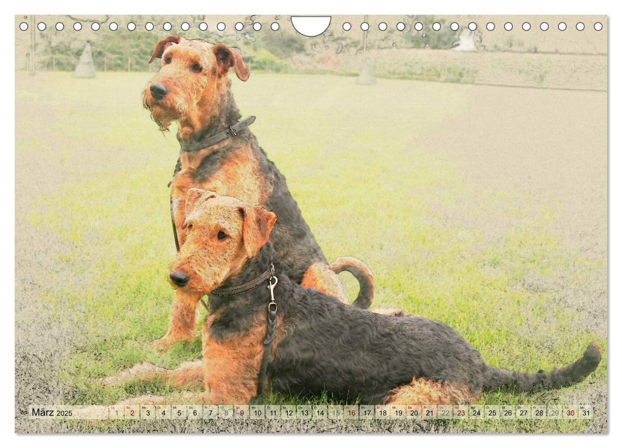 Bild: 9783435627639 | Airedale Terrier 2025 (Wandkalender 2025 DIN A4 quer), CALVENDO...