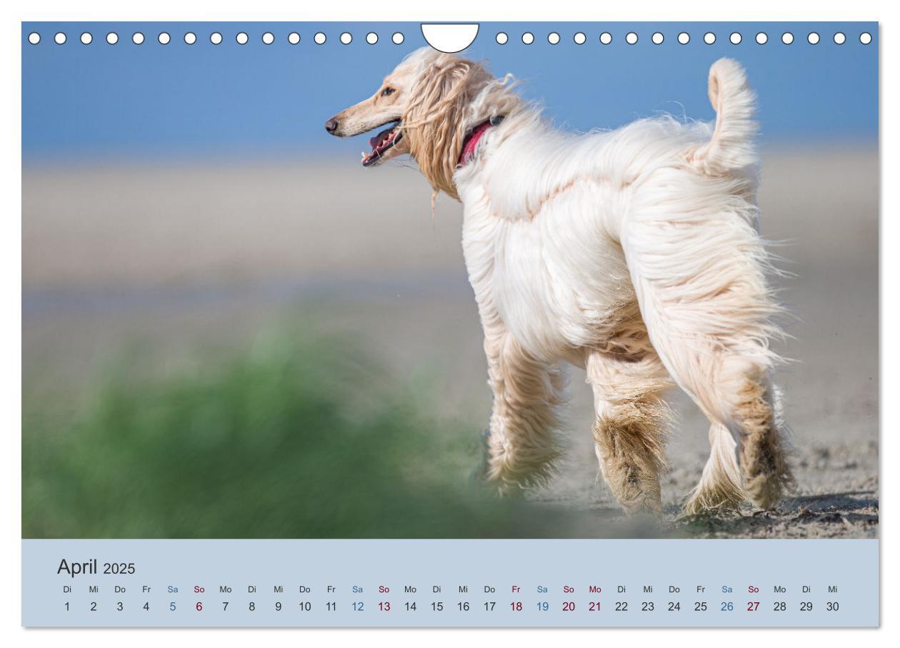 Bild: 9783435413706 | AFGHANISCHE WINDHUNDE 2025 (Wandkalender 2025 DIN A4 quer),...