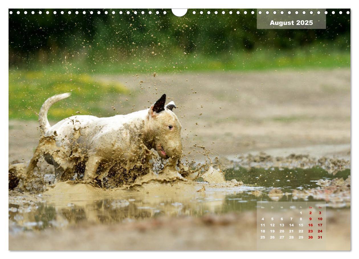 Bild: 9783435341122 | Bullterrier 2025 Frech und fröhlich durch das Jahr (Wandkalender...