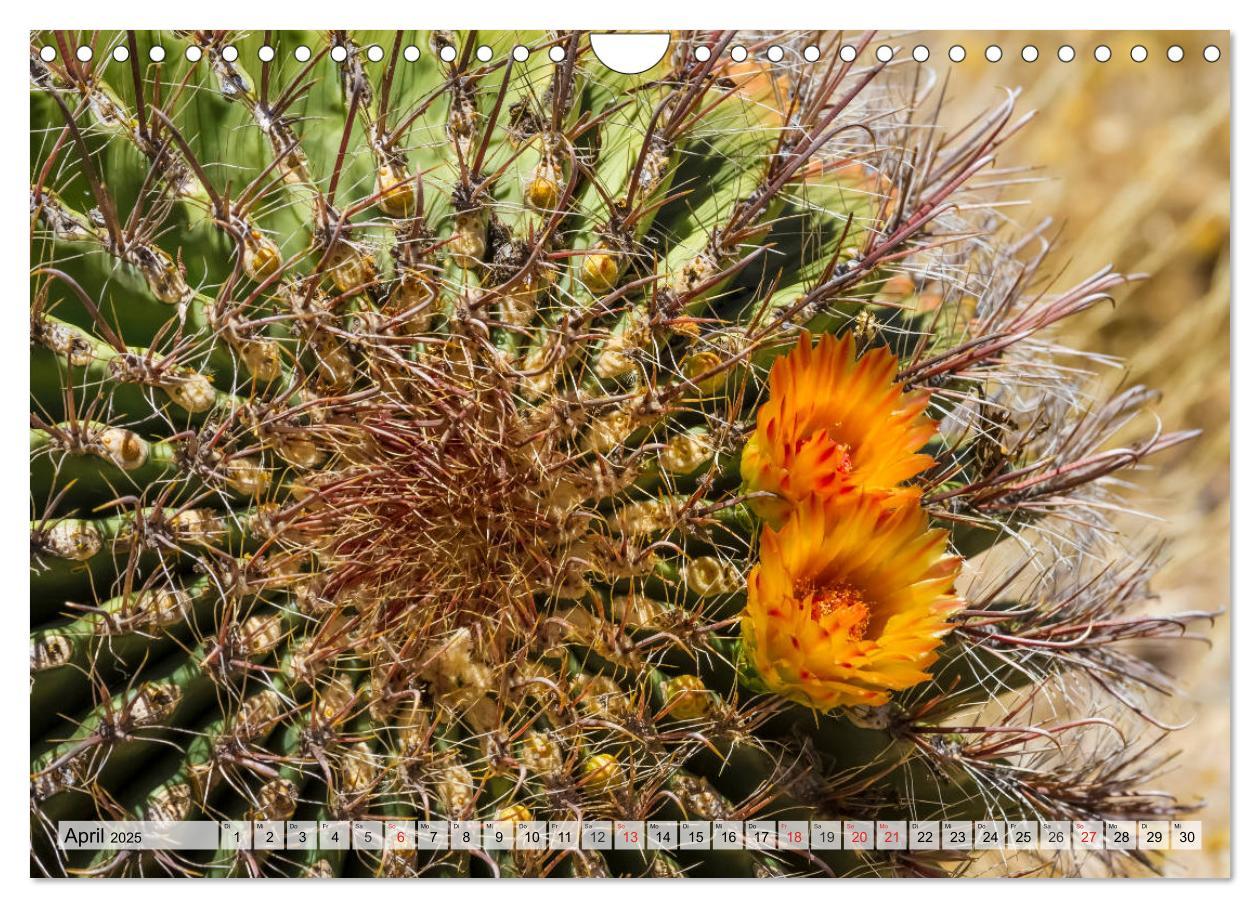 Bild: 9783435203079 | SAGUARO NATIONAL PARK Heimat des Saguaro-Kaktus (Wandkalender 2025...