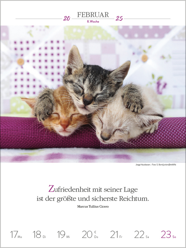 Bild: 9783731877226 | Literaturkalender Katzen 2025 | Korsch Verlag | Kalender | 54 S.