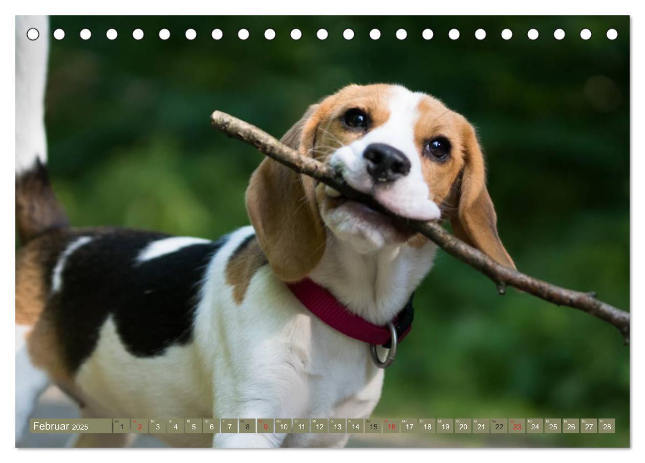 Bild: 9783435573578 | Beaglebabys auf Entdeckungstour (Tischkalender 2025 DIN A5 quer),...