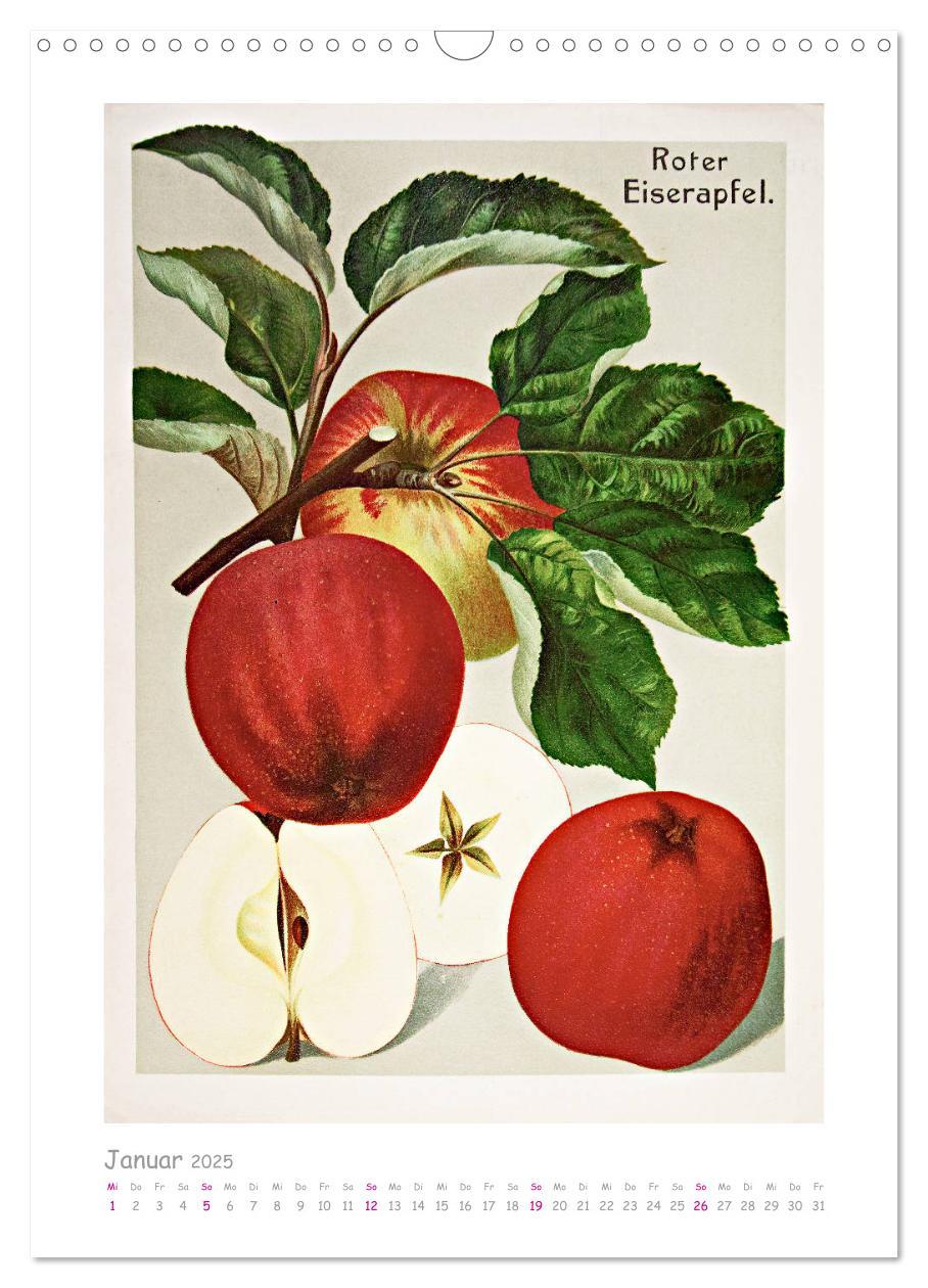 Bild: 9783435976232 | Äpfel/Appels. Alte ostfriesische Sorten (Wandkalender 2025 DIN A3...