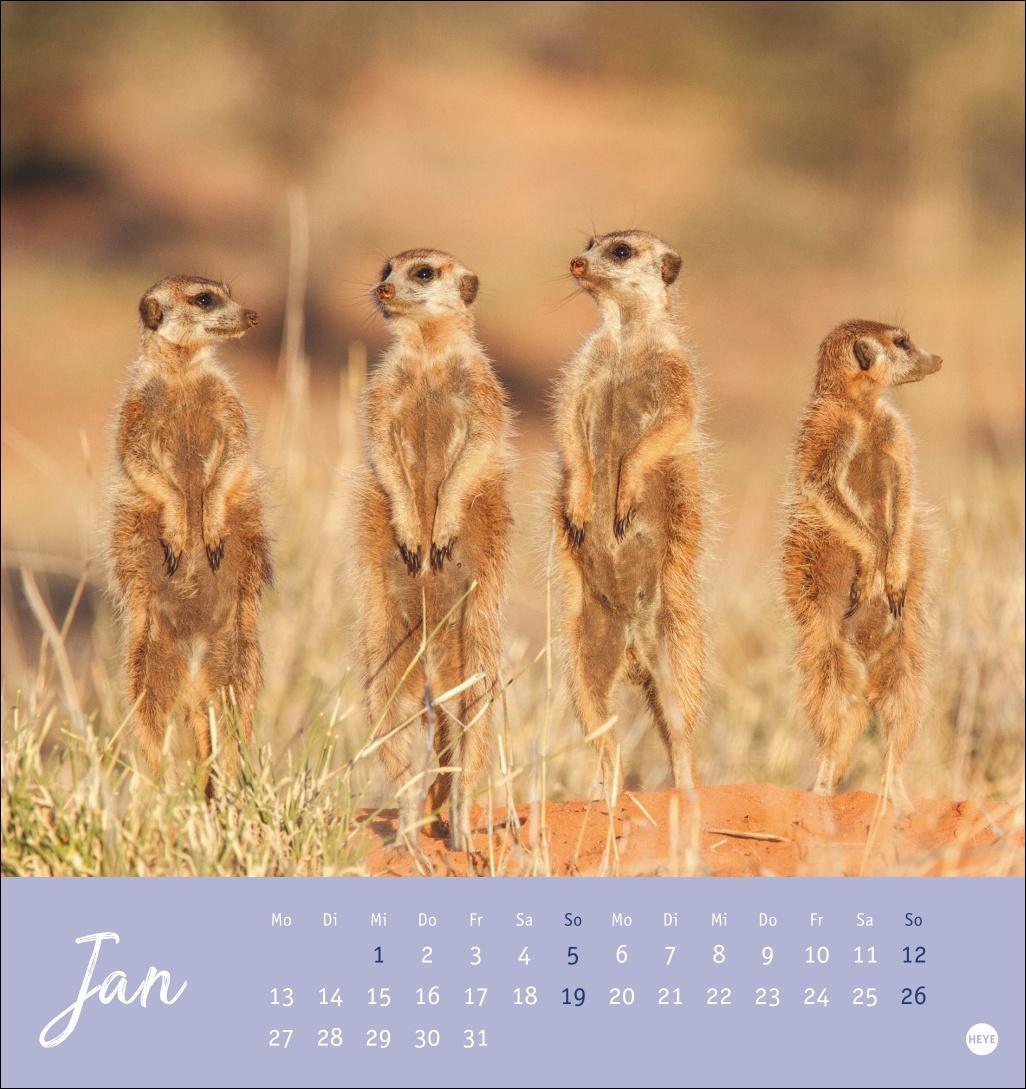 Bild: 9783756407163 | Erdmännchen Postkartenkalender 2025 | Heye | Kalender | Spiralbindung