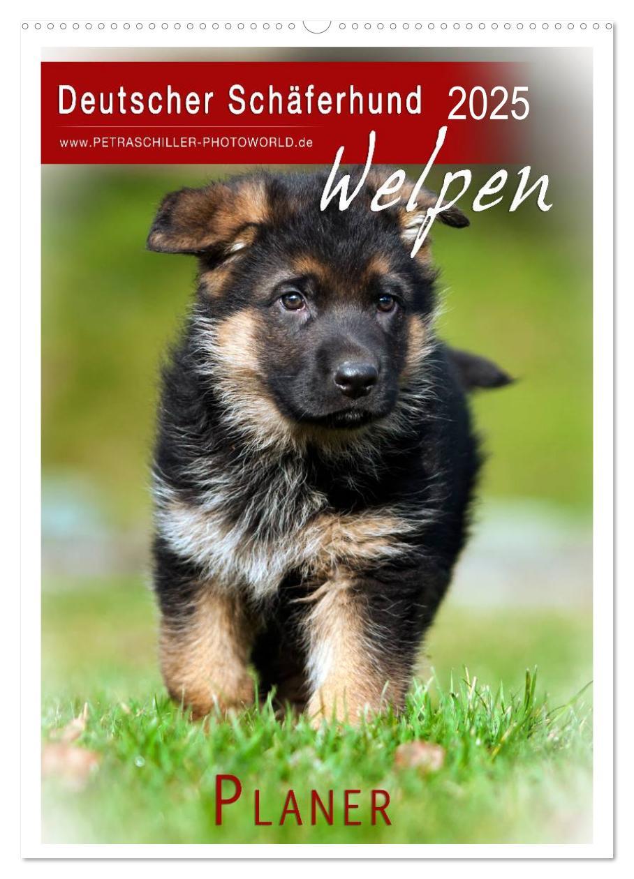 Cover: 9783457066225 | Deutscher Schäferhund - Welpen, Planer (Wandkalender 2025 DIN A2...