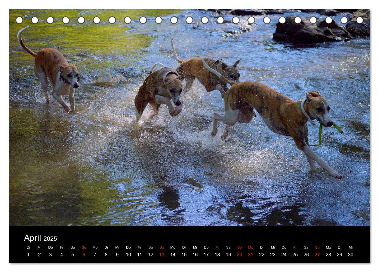 Bild: 9783435629909 | Whippets in Aktion (Tischkalender 2025 DIN A5 quer), CALVENDO...