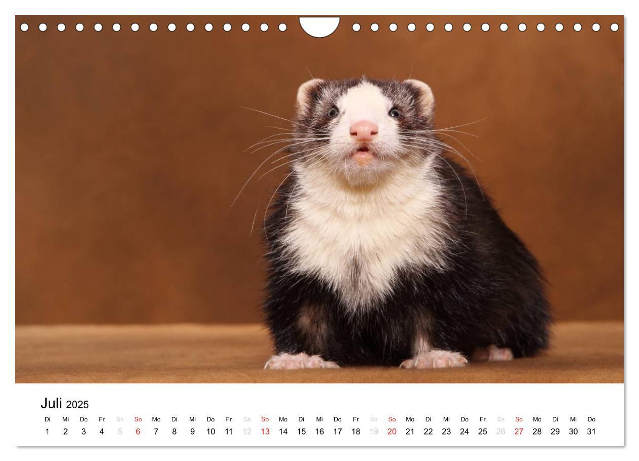 Bild: 9783435840083 | Frettchen - Ferrets (Wandkalender 2025 DIN A4 quer), CALVENDO...