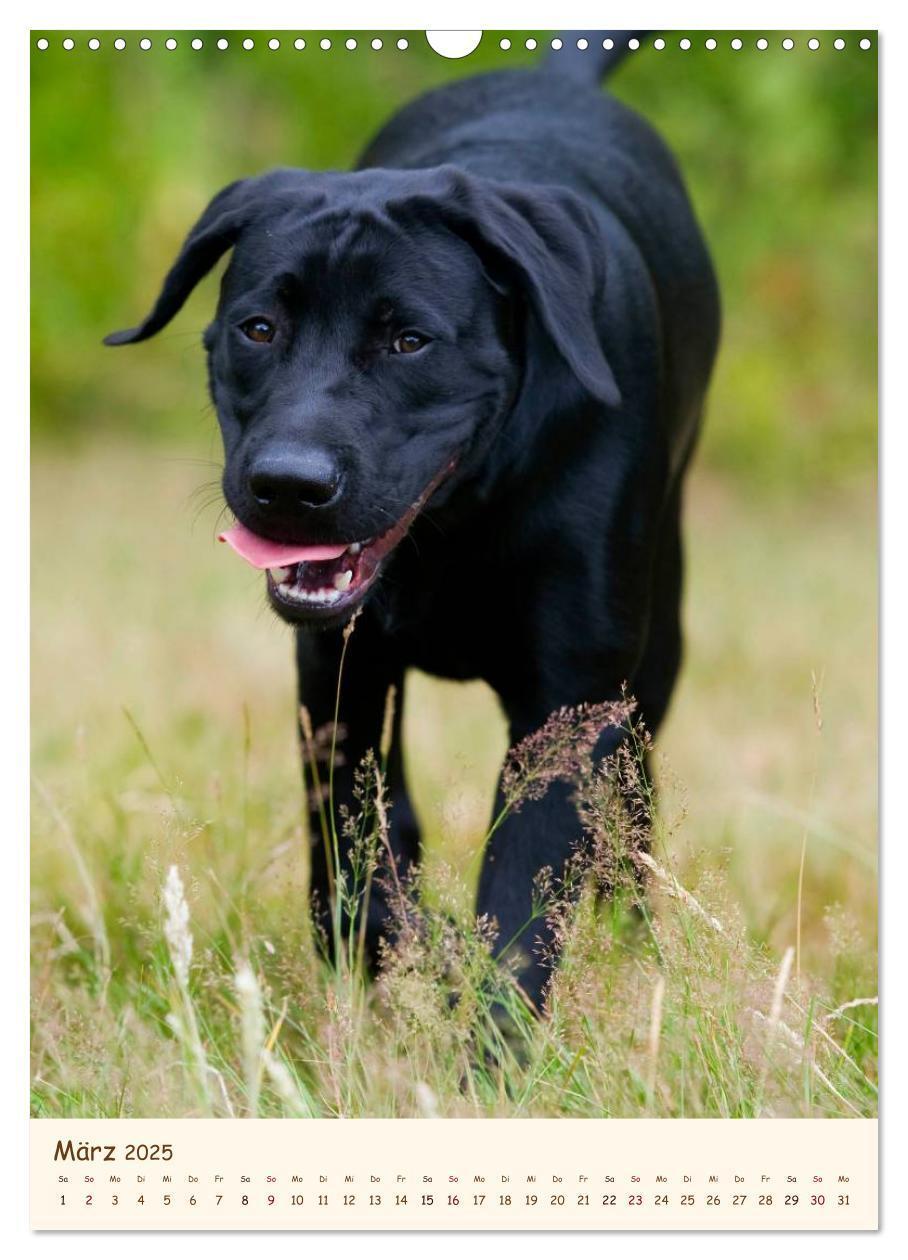 Bild: 9783457064870 | Labrador Retriever (Wandkalender 2025 DIN A3 hoch), CALVENDO...