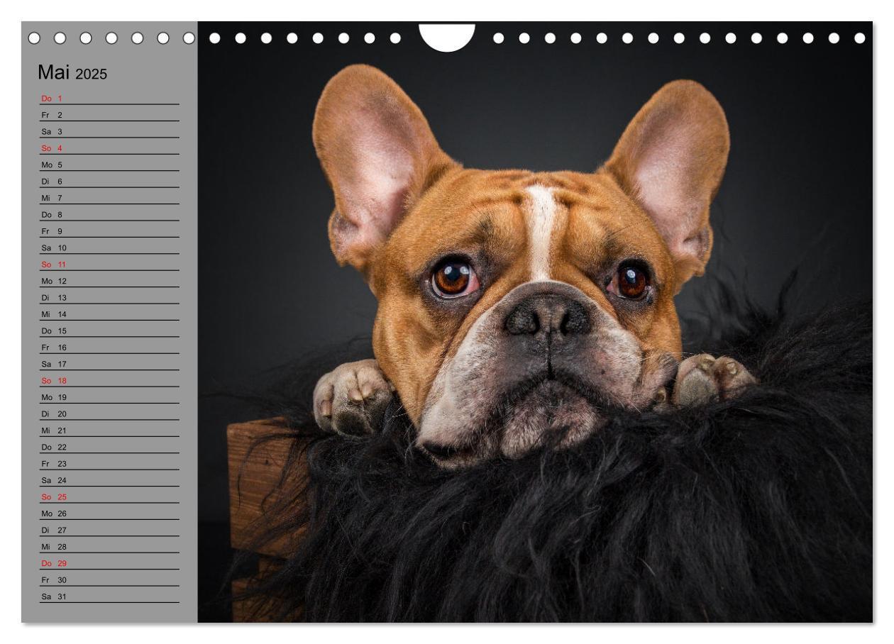 Bild: 9783435031191 | Bullymania - Französische Bulldoggen (Wandkalender 2025 DIN A4...