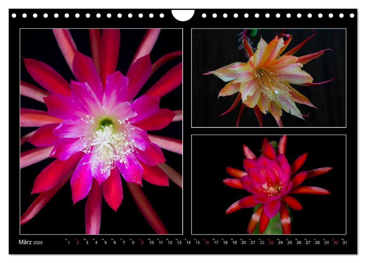 Bild: 9783435637171 | Epiphyllum-Hybriden (Wandkalender 2025 DIN A4 quer), CALVENDO...