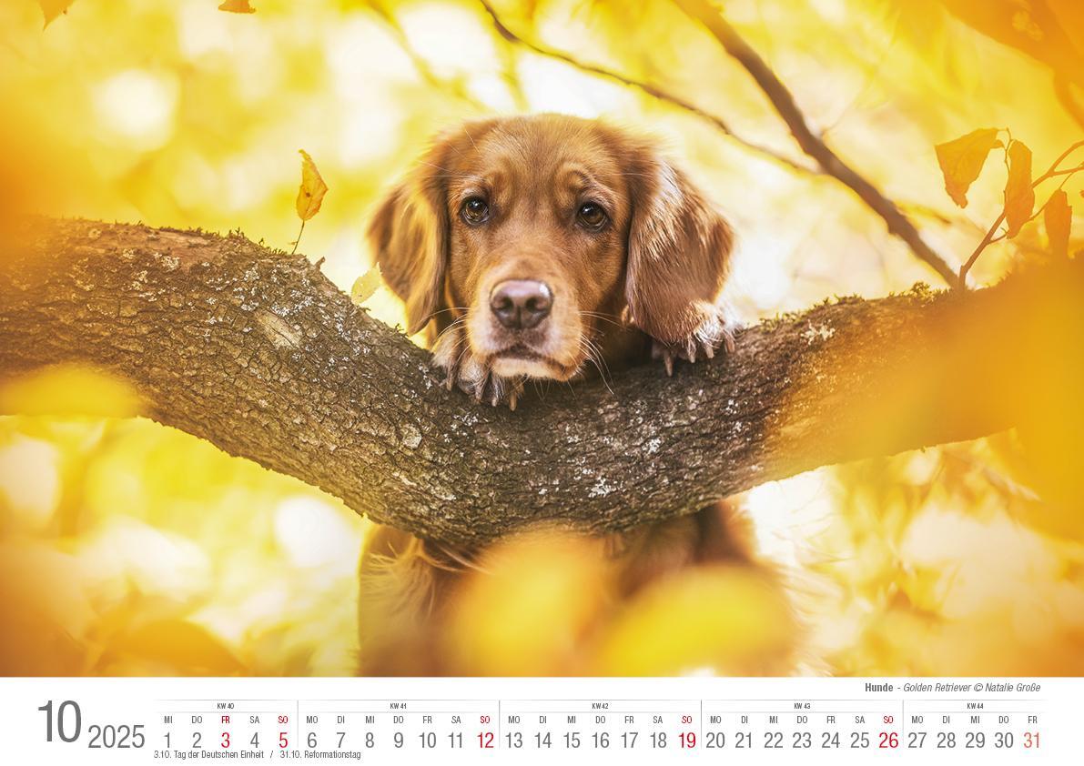 Bild: 9783965352346 | Hunde 2025 Bildkalender A3 quer - Natalie Große | Holger Klaes | 2025