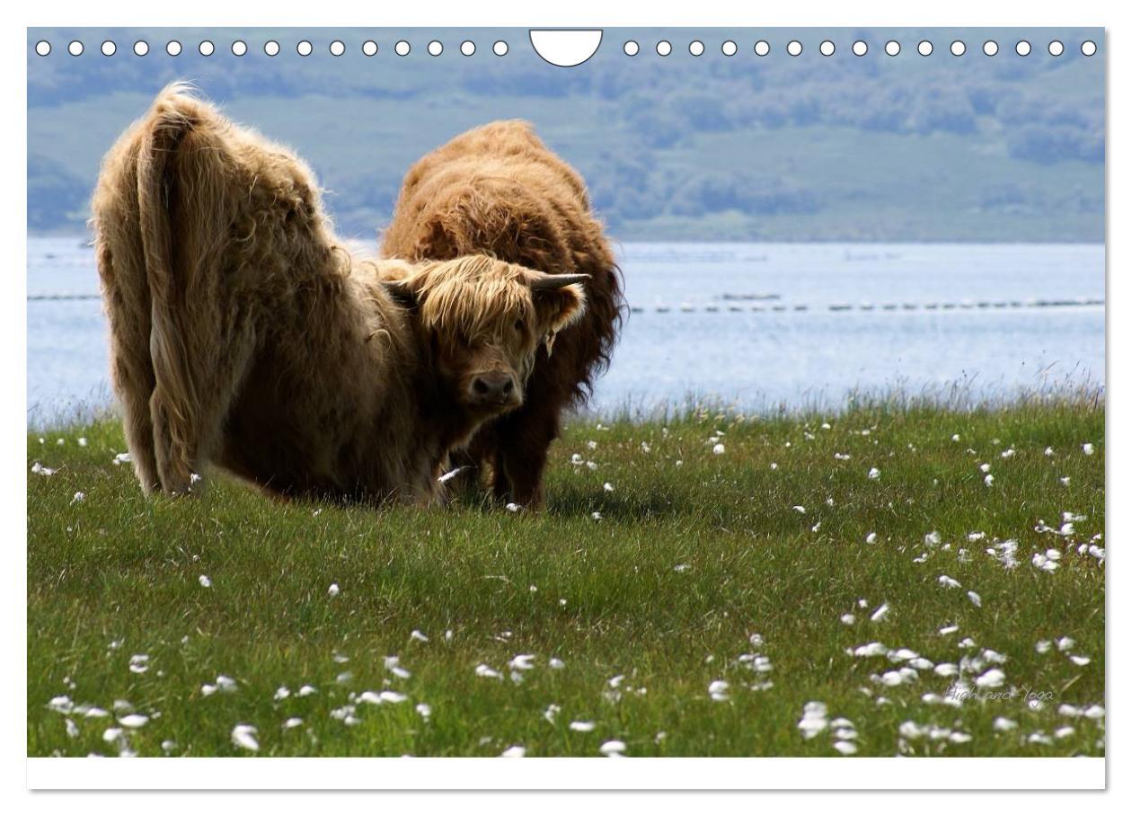 Bild: 9783435795185 | Schottland 2025 (Wandkalender 2025 DIN A4 quer), CALVENDO...