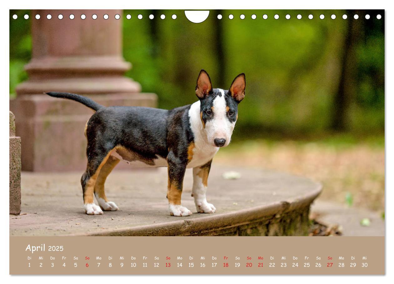 Bild: 9783435314577 | Einmal Bullterrier - immer Bullterrier (Wandkalender 2025 DIN A4...