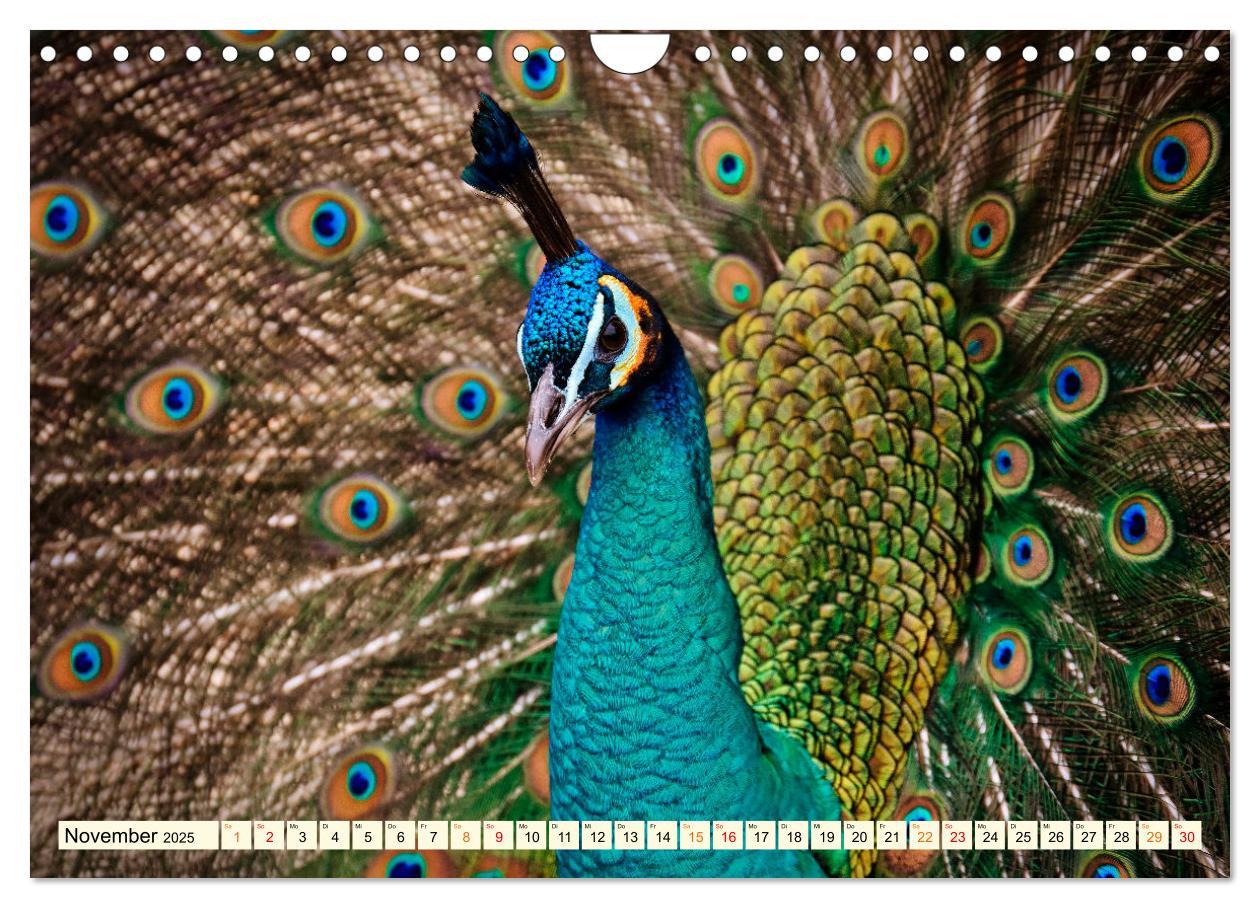 Bild: 9783383953460 | Schöner Pfau (Wandkalender 2025 DIN A4 quer), CALVENDO Monatskalender